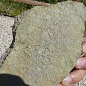 geotrail gestein abdruecke
