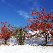 schnee zierapfelbaum