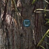 fennberg mammutbaum naturdenkmal