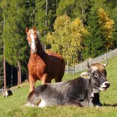 pferd und kuh