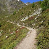 alpenrosenweg zwischen innere und aeussere falkomai alm