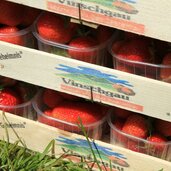 Vinschgau Martelltal Ennewasser Erdbeeren