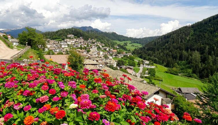 sicht auf truden blumen