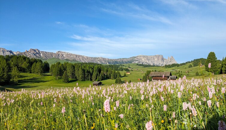 seiser alm panorama blumen