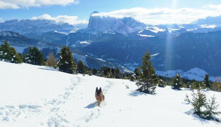 winter aussicht groeden raschoetz zu den dolomiten langkofel saslong und hund