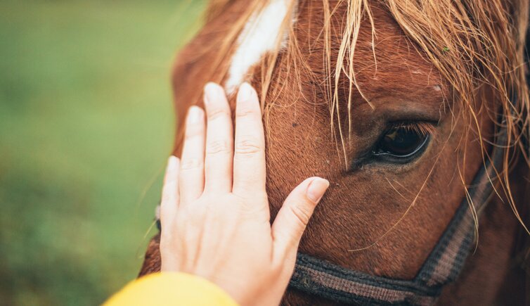 Reiten Ulten