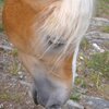 Begegnung mit einem Haflinger, die in S&uuml;dtirol beheimatete Pferderasse - Foto: MC, &copy; Peer