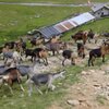 Eine letzte kurze Verschnaufpause bei einer der Almh&uuml;tten - Foto: MC, &copy; Peer