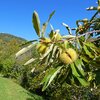 Le castagne fanno parte del T&ouml;rggelen, e questa zona ne &eacute; ricca. Foto: AT, &copy; Peer