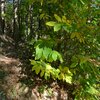 Tinte autunnali sulle foglie degli alberi di castagne. Foto: AT, &copy; Peer