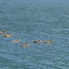 Die Enten scheinen sich an S&uuml;dtirols gr&ouml;&szlig;tem See richtig wohl zu f&uuml;hlen. Foto: AT, &copy; Peer