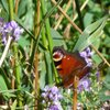 Die Bl&uuml;ten im hohen Gras am Ufer sind ein Eldorado f&uuml;r Schmetterlinge, wie dieses Tagpfauenauge. Foto: AT, &copy; Peer