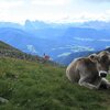 Weidende K&uuml;he, Pferde und Esel begegnen uns bei unserer Wanderung in den Sarntaler Alpen. Foto: BS, &copy; Peer