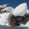 Auch Bello geniesst den Platz an der Sonne an der Rossalm. Foto: BS, &copy; Peer