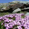 Andando sempre pi&ugrave; in alto, la vegetazione diventa pi&ugrave; scarsa e sempre meno fiori si fanno vedere - Foto: ED, &copy; Peer