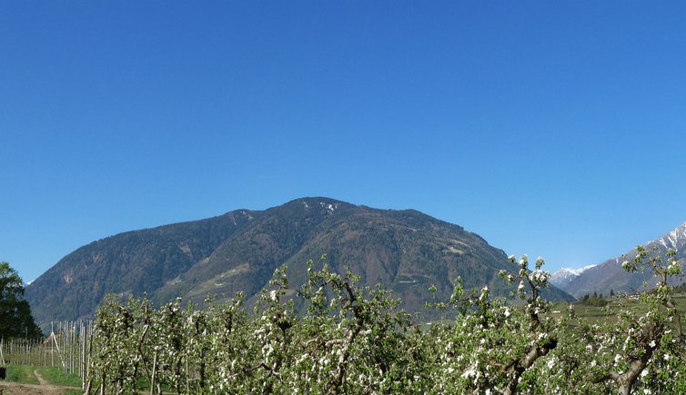 burggrafenamt meran passeiertal panorama obstbluete meran eingang passeiertal