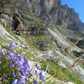 edelweisstal glockenblumen