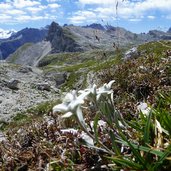 edelweiss und blick ueber gardenazza bis sella und marmolata