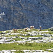 haflinger weiden auf gardenaccia