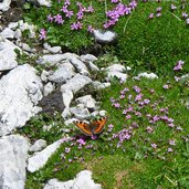 schmetterling auf hochalpiner flora in windgeschuetzter fuge