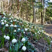 fruehlingstal maerzenbecher wanderweg