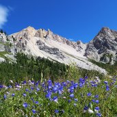 glockenblumen wiese bei kleinfanes dahinter furcia dl fers eisengabelspitzen