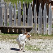 ziegenbock bei scotoni huette