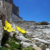 alpenmohn alpe di lagazuoi