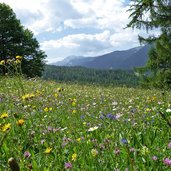 badia blumenwiesen bei castalta