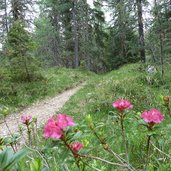 waldweg nr nach heiligkreuz