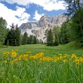 heiligkreuzkofel und sumpfdotterblumen