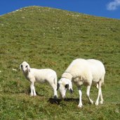 schafe bei rifugio stevia huette