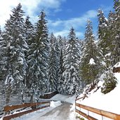 wald bei weisslahnbad tiers winter