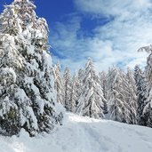 tiers winterwald weg nr richtung wuhnleger viel schnee