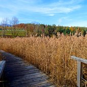 grosser montiggler see schilfguertel herbst