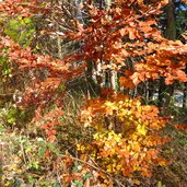 herbstfarben montiggler wald