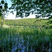 schilf am kleinen montiggler see