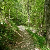 eppaner hoehenweg waldpfad