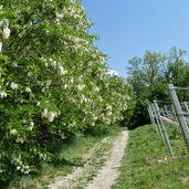 waldrand bei rungg