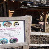 Rainguthof Gfrill Tisens Schild Zwergziegen Haengebauchschweine