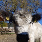 Rainguthof Gfrill Tisens Kuh