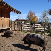 Rainguthof Gfrill Tisens Wollschwein Hausschwein