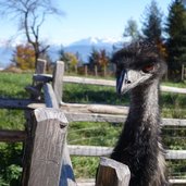 Rainguthof Gfrill Tisens Emu Bergpanorama