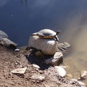 Rainguthof Gfrill Tisens Wasserschildkroete bei Emus