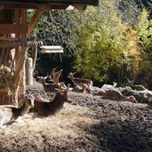 Rainguthof Gfrill Tisens Damwild Hirsch