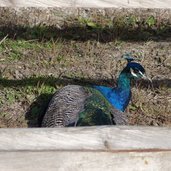 Rainguthof Gfrill Tisens Pfau