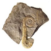 Fossil Museum Gherdeina
