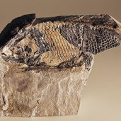 fossil Museum Gherdeina