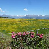 RS C rodeneckeralm luesneralm blumenwiesen landschaft mit alpenrosen