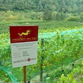 weingut am latschanderwaal